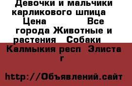 Девочки и мальчики карликового шпица  › Цена ­ 20 000 - Все города Животные и растения » Собаки   . Калмыкия респ.,Элиста г.